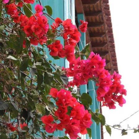 Dimitra's House * 글로사